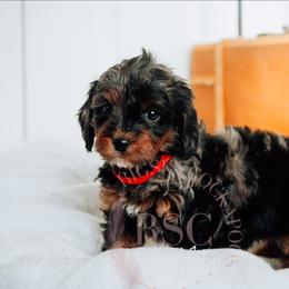 Red collar - Merle male Cockapoo puppy in Missoula, Montana from Big Sky Cockapoos