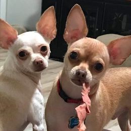 Chihuahua All Grown Up from Kelly Thayer's Chihuahuas