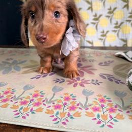 Boy 4 - Dapple male Dachshund puppy in Uriah, Alabama from Vera Ruth Farms