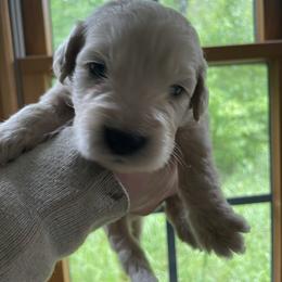 Goldendoodle Puppies from Island Doodles of Maine