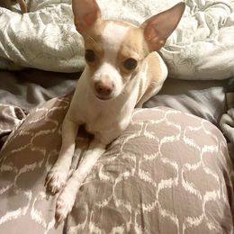 Chihuahua Puppies from Pittsburgh Paw Prints