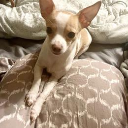 Chihuahua Puppies from Pittsburgh Paw Prints