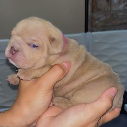 Hot pink - Fawn female Bulldog puppy in Seattle, Washington from Authentic Bullys