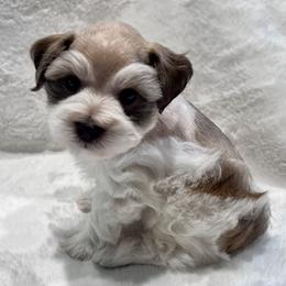 Chip - Wheaten male Miniature Schnauzer puppy in San Augustine, Texas from My Little Schnauzer Pals