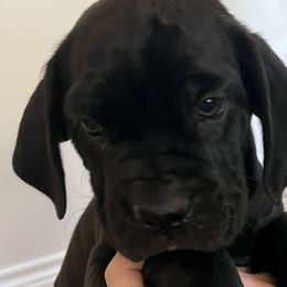 Cane Corso from Raising Kane Corso’s