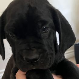 Cane Corso from Raising Kane Corso’s