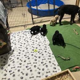Aussiedoodle and Poodle Puppies from Aussiedoodles by Maggie