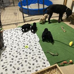 Aussiedoodle and Poodle Puppies from Aussiedoodles by Maggie