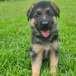 Purple - Black and red female German Shepherd puppy in Coatesville, Pennsylvania from Jessica's German Shepherds
