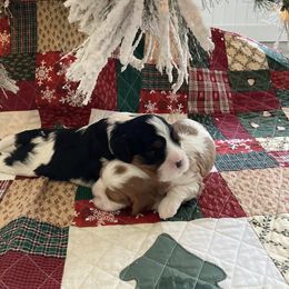 Cavalier King Charles Spaniel Puppies from Mystic Cavaliers & Cavapoos