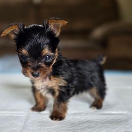 Olive's Boy 1 - Black and tan male Yorkshire Terrier puppy in Aiken, South Carolina from Sio's Yorkies