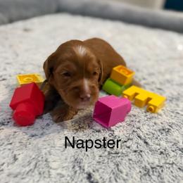 Napster - Caramel red male Australian Labradoodle puppy in Alamo, Texas from QuiSal Labradoodles