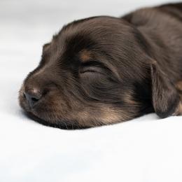 Melody - Black and cream female Dachshund puppy in Barnesville, Pennsylvania from Dachsy