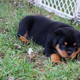 Rottweiler Puppies from Mountain High Kennels