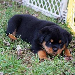 Rottweiler Puppies from Mountain High Kennels