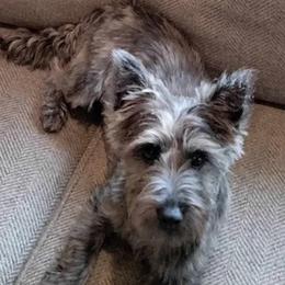 Cairn Terrier puppies from Dachshunds Up North