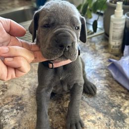 Light Pink - Blue female Great Dane puppy in Plano, Texas from Blue Thunder Danes