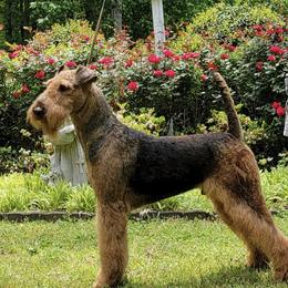 Elton - Airedale Terrier