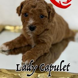 Lady Capulet - Red  female Goldendoodle puppy in Yerington, Nevada from GoldenHearted Doodles