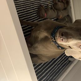 Gracelynn - Weimaraner