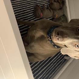 Gracelynn - Weimaraner