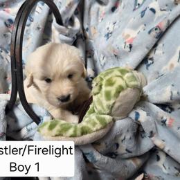Whistler Boy 1 - Golden male Golden Retriever puppy in Niles, Michigan from Composer Goldens