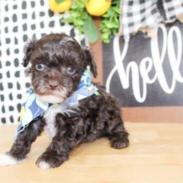 Tiny Tex - Brown male Poodle puppy in Hugo, Oklahoma from Ann R.