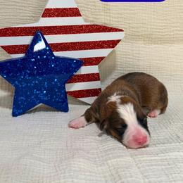 Valor - Red male American Corgi puppy in Midland, Texas from Desert Darlin’ Corgis