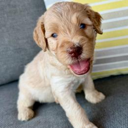 Sunny - Cream male Goldendoodle puppy in Wyandotte, Oklahoma from Goldendoodles of NE OK