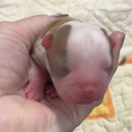 Girl 3 - Red female Boston Terrier puppy in Peru, Indiana from Angie's Little Bostons And Frenchies