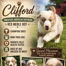 Clifford - Red merle male Miniature American Shepherd puppy in Spanaway, Washington from Meadow Run Mini American Shepherds
