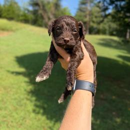 Copper - Brown and white male Cockapoo puppy in Albany, Kentucky from Windy Pines Farm