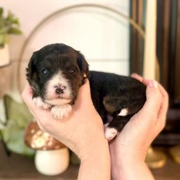 Bernedoodle Puppies from Coco Avenue Pups