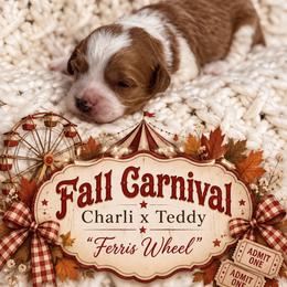 Boy 4 - Apricot male Goldendoodle puppy in Nacogdoches, Texas from Designer Doodles
