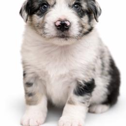 Gamble - Blue merle male Australian Shepherd puppy in Richmond, Virginia from RVA Aussies