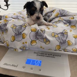 Mr. Aqua Little man - Black tan and white male Biewer Terrier puppy in Lebanon, Oregon from SD99Biewers