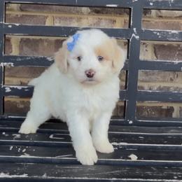 Holly - Yellow and white female Bernedoodle puppy in Cartersville, Georgia from Simply Blessed Doodles
