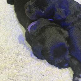 Girl 1 - Black female Miniature Schnauzer puppy in Upland, California from Rising Minis of Upland
