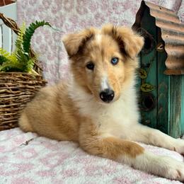 Denim - Sable merle and white female Collie puppy in Charleston, West Virginia from Tucker Creek Collies