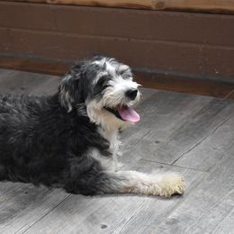 Bernedoodles and Miniature Australian Shepherds from Miller's Aussie,Bernedoodle Pups!