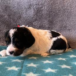 Red Collar - Traditional Tri - Tri-color female Cavapoo puppy in Tempe, Arizona from Springerdoodles Plus AZ