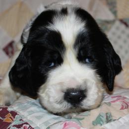 Cedar - Black and white male English Springer Spaniel puppy in Lexington, South Carolina from House Tiner Springers