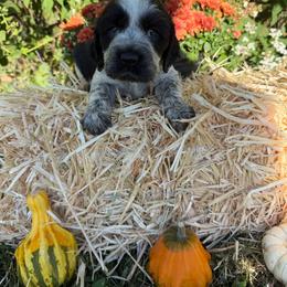 Conway - Black and white male English Springer Spaniel puppy in Madison, Indiana from McCollough's Pawsome Spaniels and Danny's Delightful Dachshunds