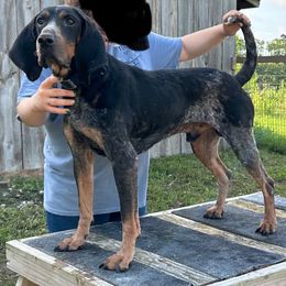 Whino - Bluetick Coonhound