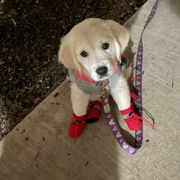 Golden Retriever Puppies from Family Loved Golden Retrievers