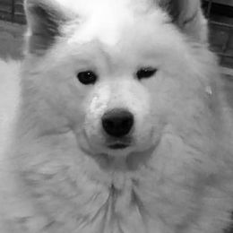 Samoyeds from White Rocks Samoyeds