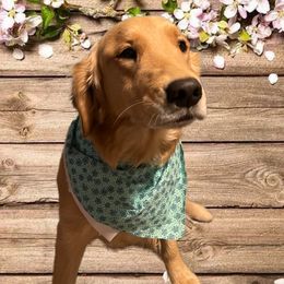 Roxie - Golden Retriever