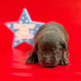 Snipe - Chocolate male Labrador Retriever puppy in Isle, Minnesota from Dog Ear Outfitters