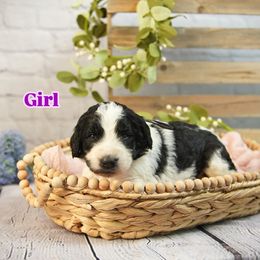 Purple Collar - Black and white female Assorted Doodle Crosses puppy in Elma, New York from Newfiedoodles of WNY