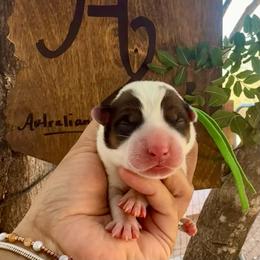 Gerry - Red speckled male Australian Cattle Dog puppy in Sahuarita, Arizona from A2 Australian Cattle Dogs